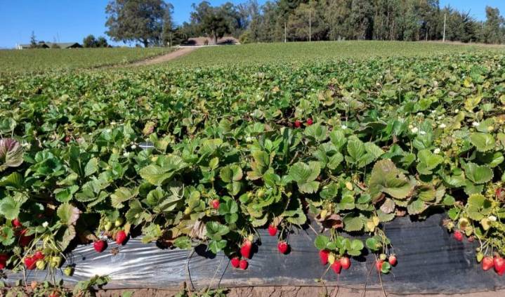 Destacan rol del cooperativismo agroalimentario frente a los desafíos de la globalización