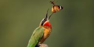 Colores y camuflaje: un estudio global reveló cómo el entorno influye en cuál es la defensa más efectiva de los animales