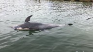 Piden a la gobernadora Mara Lezama crear un santuario para delfines; preocupa a ‘Animal Héroes’ la salud crítica de “Mincho”