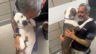 Arizona Shelter Staff Watches Through Tears As A Sweet Pup Jumps Into Her New Dad’s Arms