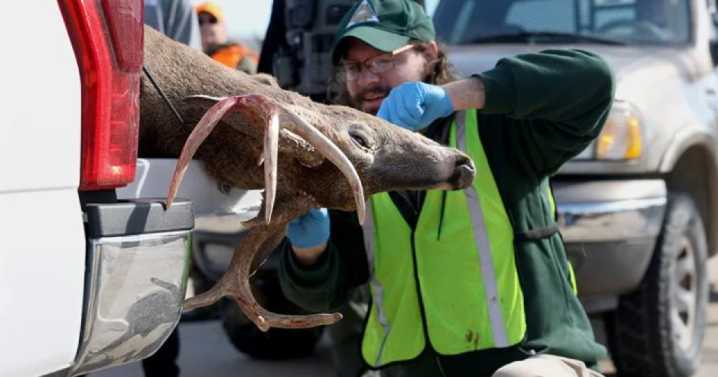 MDC requires new counties to test deer during opening weekend