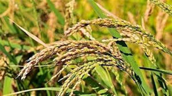 ﻿Direct transfer of Rs.1,945.99Cr to farmers’ bank accounts in Haryana during Kharif procurement season