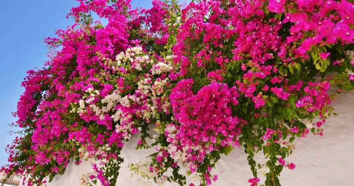 La planta trepadora ideal para plantar en octubre y llenar de color tu jardín con su cortina natural