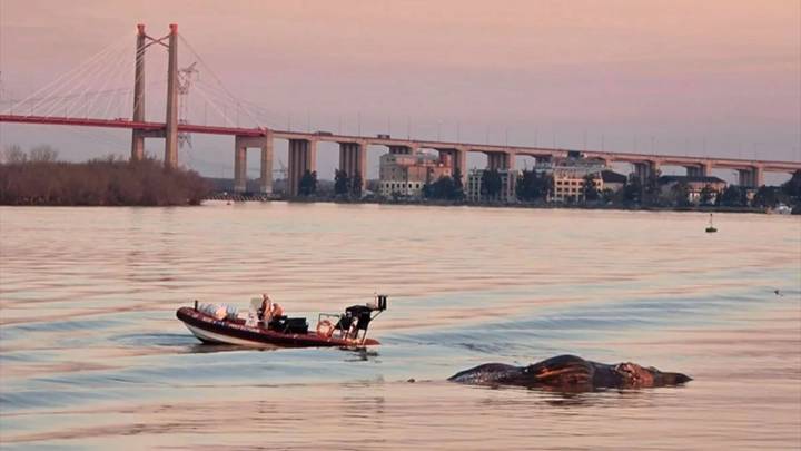 Cuidar el Río Paraná: advierten por el impacto ambiental y la pérdida de especies