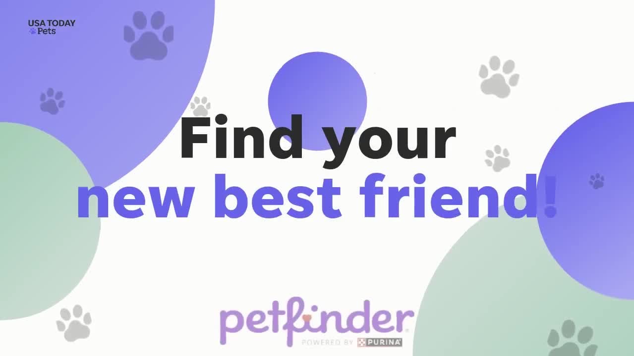 Brevard County dogs and cats available for adoption