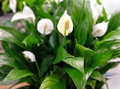 Exchange a house plant at Bowling Green library