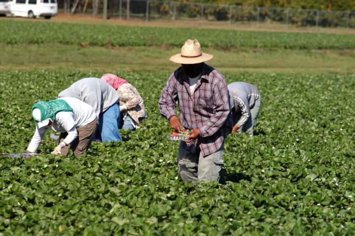 Bajan salario a trabajadores agrícolas: voces a favor y en contra