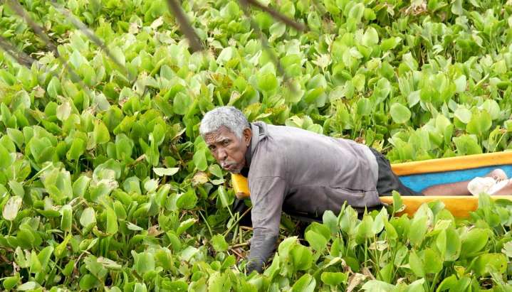 El inmenso “tapete” de 5 hectáreas de ‘lechuga de agua’ que flota en el Guájaro