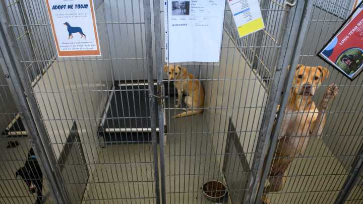 What changes are being made to Cumberland County Animal Services?