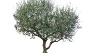 Los árboles mediterráneos que convertirán tu jardín en un paraje de ensueño
