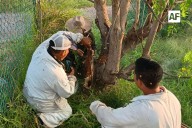 Protección Civil y apicultores reubican enjambre de abejas que se encontraban en instalaciones de  la Universidad de Colima