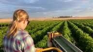 Americans are drinking less. What does that mean for winemakers in the Heartland?