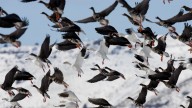 Icarus programme – the ‘internet of animals’