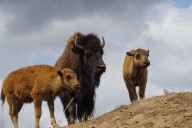 Viewpoint: Elk, not wild bison, have passed brucellosis to cattle