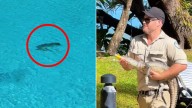 Infant crocodile spotted in pool at Sheraton Grand Mirage Resort in Port Douglas, north Queensland