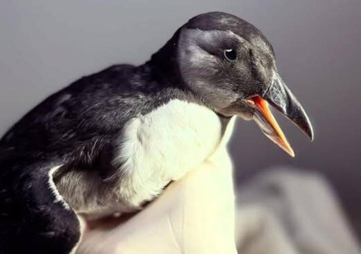 A puffin not normally seen inland was found in Wrentham, Massachusetts; seabird rehabbing in Rhode Island
