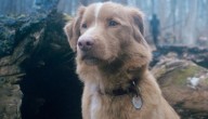 El perro que protagonizó la película de terror "Good Boy" pide ser nominado al Óscar