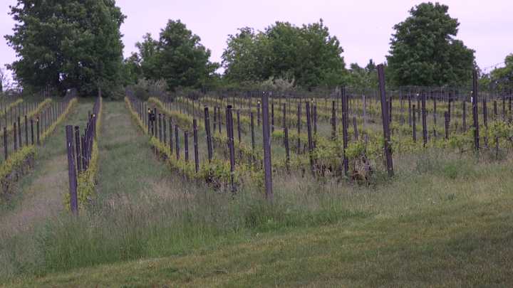 Old Mission Peninsula wineries propose settlement to resolve legal disputes