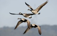 Bird flu cases confirmed in Northern California Canada geese