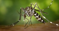 El mosquito tigre continúa su avance por Galicia: el insecto avanza hacia el sur y llega a este municipio
