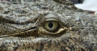 "Britney Spears" the crocodile continues to recover after being shot and speared in the Florida Keys, Zoo Miami says