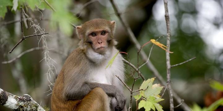 Truck hauling ‘aggressive’ monkeys carrying herpes and COVID overturns in Mississippi