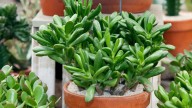 Árbol de jade: estas son las tres tareas que pueden matar a tu planta