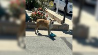 California Pup Who Carried Plush Toys For Comfort Finally Finds The Safety She Needed