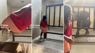 VIDEO: 'Influencer' casi se convierte en "comida para elefantes" tras saltar al recinto en un zoo