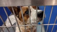 City Council to vote on spay-neuter and emergency transport funding as Houston confronts stray dog crisis