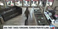 Dog thief takes Yorkshire Terrier from Petland