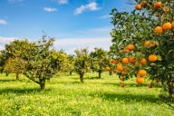 El precio oculto del cambio climático: los riesgos para el sector agrícola del sur de Europa