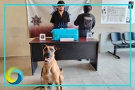 Kaiser no perdona: Delata a sujeto con “narcomaleta” en Tulum
