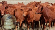 Detectan segundo caso de gusano barrenador en Nuevo León