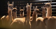 Llegan a Santiago los 16 guanacos que serán la esperanza para que la especie vuelva a poblar la Región Metropolitana