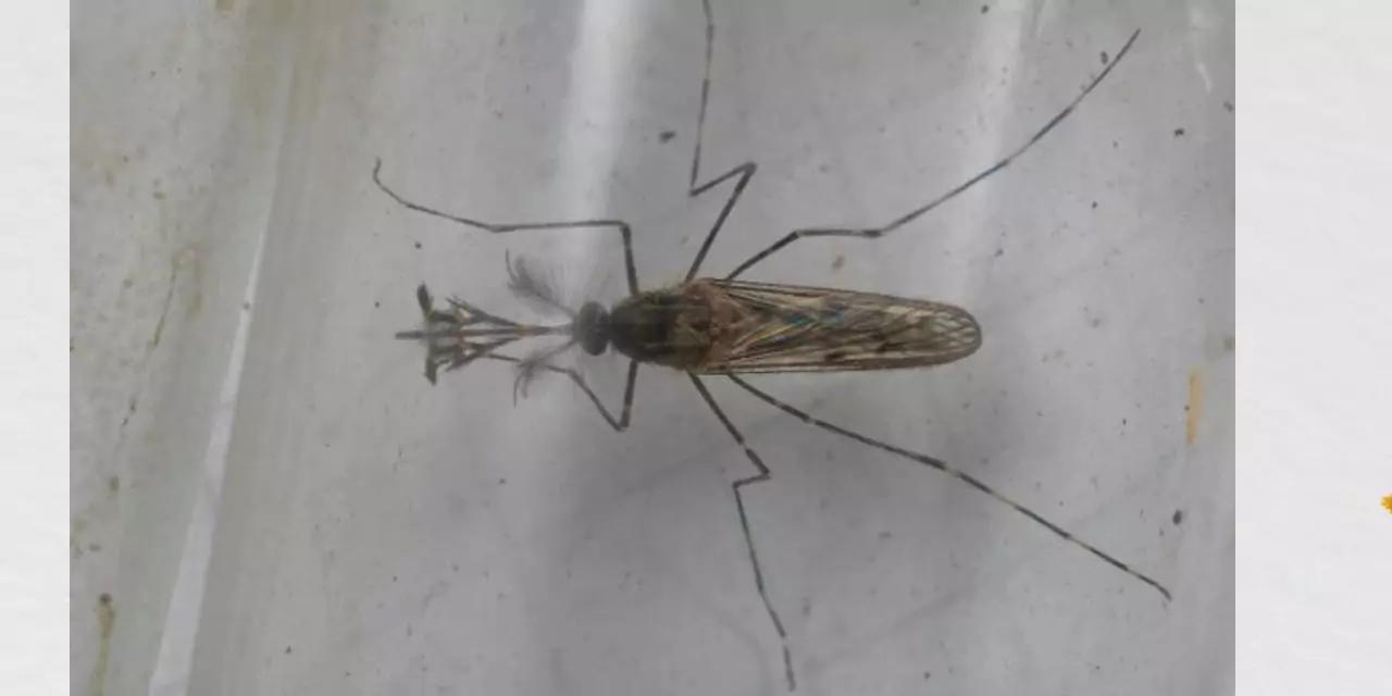 Islandia pierde su ‘escudo’ contra los mosquitos: el cambio climático ataca