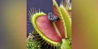 Venus atrapamoscas: descubren el secreto de la planta carnívora más famosa para atrapar a sus presas
