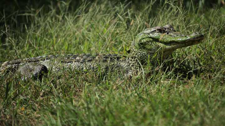 Alligator gazes as golfer plays shot at Sanderson Farms Championship