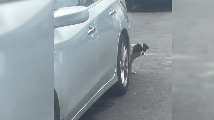 California Dog Left Beside Busy Road Finds Hope Through One Woman’s Determined Rescue