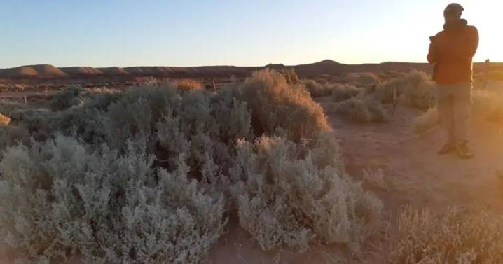 Cómo es el roedor que creían extinto y reapareció en Chubut: el hallazgo que asombra a los expertos