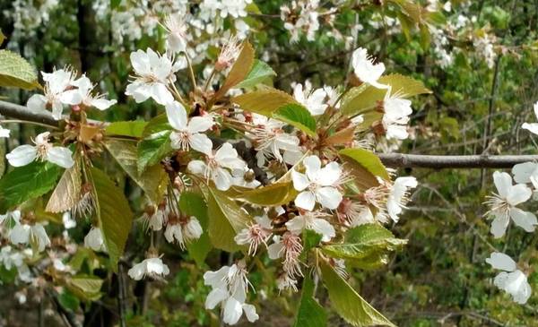 El árbol que ofrece la sombra perfecta para el verano