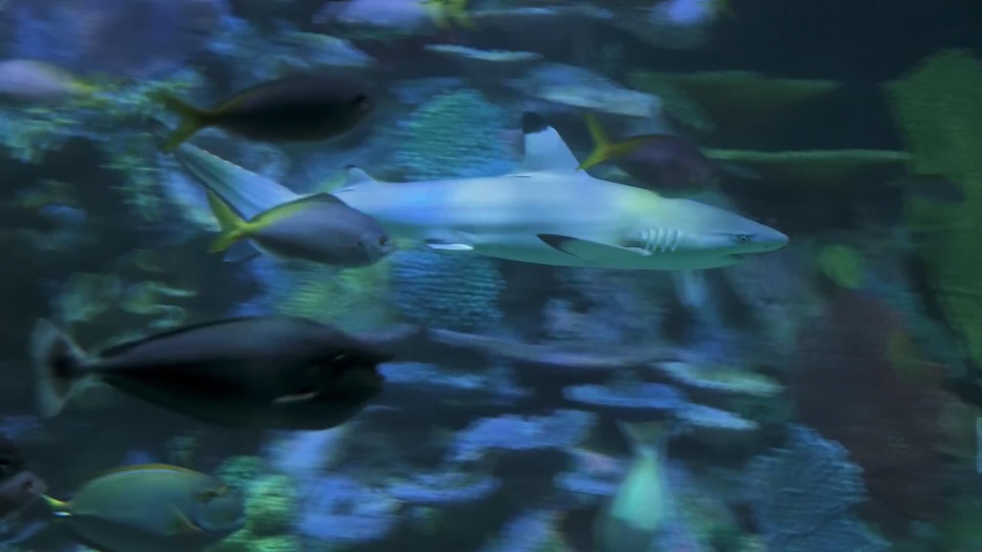 Florida aquarium relocates hundreds of marine animals to new campus