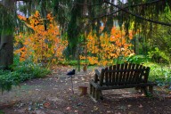 Outdoors column: Shrubs, understory trees colorful in autumn