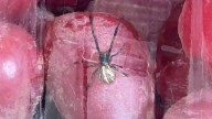 Mujer de NH asegura haber encontrado una araña gigante en uvas adquiridas en Market Basket