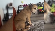 Florida Dog Rehomed Three Times Finds The Person Who Refused To Let Go