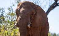 Murió Pupy, la última elefanta que había sido trasladada del Ecoparque