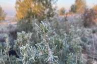 Parts of the DC area under frost advisory Friday morning