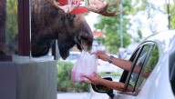 With Government Shutdown Closing National Parks, Moose Forced to Find New Jobs