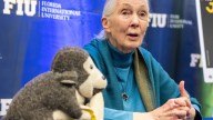 Jane Goodall, the gentle disrupter whose research on chimpanzees redefined what it meant to be human