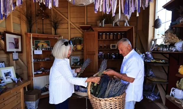 ‘Absolutely wonderful’: Petaluma lavender farm brings joy to growers, visitors alike